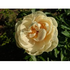 Півонія Пастелеганс продам саджанець, продам саджанець півонії Pastelegance