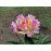 Півонія Пінк Спітцер продам саджанець, продам саджанець півонії Pink Spritzer