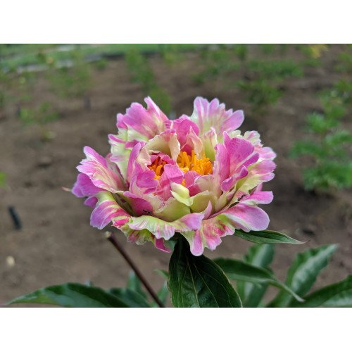 Півонія Пінк Спітцер продам саджанець, продам саджанець півонії Pink Spritzer