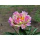 Півонія Пінк Спітцер продам саджанець, продам саджанець півонії Pink Spritzer