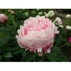 Півонія Сара Бернар продам саджанець, продам півонію Sarah Bernhardt