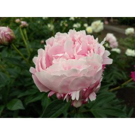 Півонія Сара Бернар продам саджанець, продам півонію Sarah Bernhardt