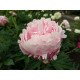 Півонія Сара Бернар продам саджанець, продам півонію Sarah Bernhardt