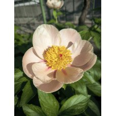 Півонія Софт Апрікот Кіссес продам саджанець, поділка, продам півонію Soft Apricot Kisses