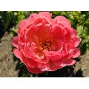 Півонія Корал Сансет продам саджанець, куплю саджанець півонії Coral Sunset