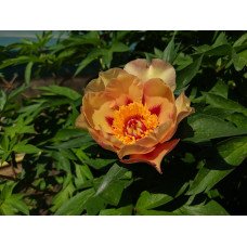 Півонія Корт Джестер продам саджанець, продам півонію Court Jester