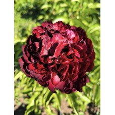 Півонія Хайлайт продам саджанець, куплю півонію Highlight