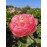 Півонія Пінк Хавайан Корал продам саджанець, куплю саджанець півонії Pink Hawaiian Coral