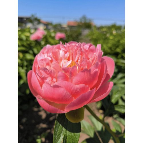 Півонія Пінк Хавайан Корал продам саджанець, куплю саджанець півонії Pink Hawaiian Coral