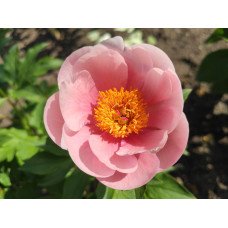 Півонія Софт Салмон Сосер продам саджанець, куплю півонію Soft Salmon Saucer
