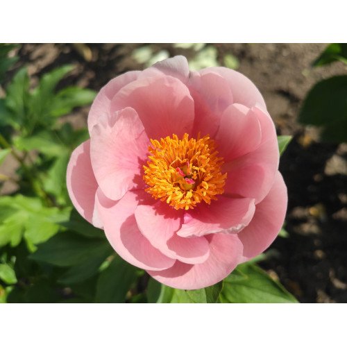 Півонія Софт Салмон Сосер продам саджанець, куплю півонію Soft Salmon Saucer