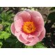 Півонія Софт Салмон Сосер продам саджанець, куплю півонію Soft Salmon Saucer