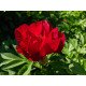 Півонія Сонома Вельвет Рубі продам саджанець, куплю півонію Sonoma Velvet Ruby