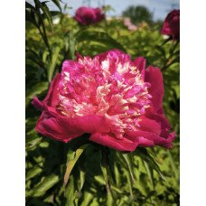 Півонія Спіффі продам саджанець, продам півонію Spiffy
