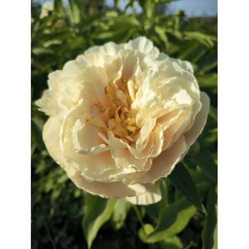 Півонія Санні Гьорл продам поділку, продам півонію Sunny Girl