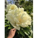 Півонія Ванілла Шнапс продам саджанець, продам півонію Vanilla Schnapps