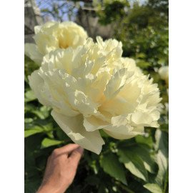 Півонія Ванілла Шнапс продам саджанець, продам півонію Vanilla Schnapps