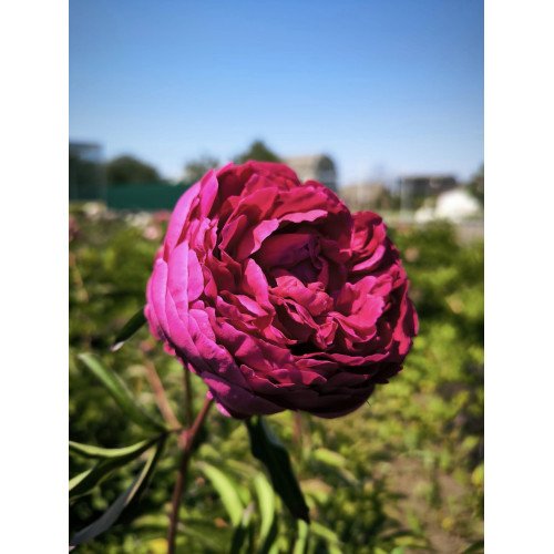 Півонія Антей продам саджанець, продам півонію Antey