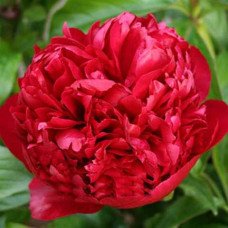 Півонія Крістмас Вельвет продам саджанець, продам півонію Christmas Velvet
