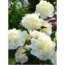 Продам півонію Дучес де Неморс, продам півонію Duchesse de Nemours