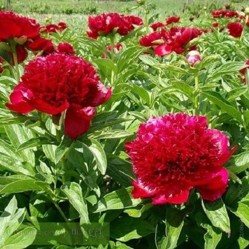 Продам півонію Лора Дексхаймер, продам півонію Lora Dexheimer