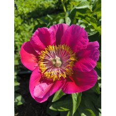 Півонія Метелик продам саджанець, продам півонію Metelyk