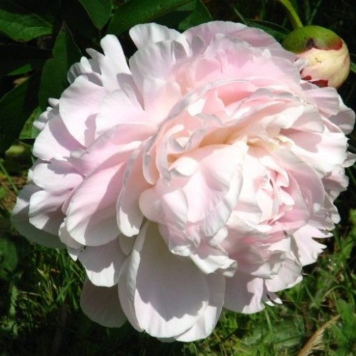 Півонія молочноквіткова Nick Shaylor, Paeonia laciflora Nick Shaylor