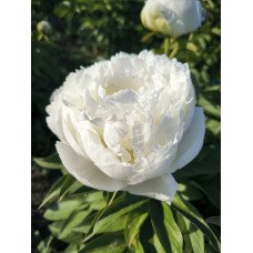 Півонія Пафд Коттон продам саджанець, продам півонію Puffed Cotton