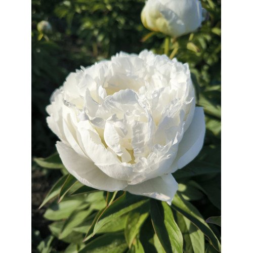 Півонія Пафд Коттон продам саджанець, продам півонію Puffed Cotton