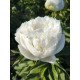 Півонія Пафд Коттон продам саджанець, продам півонію Puffed Cotton
