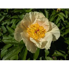 Півонія Роузлеттс Чайлд продам саджанець, продам півонію Roselette's Child