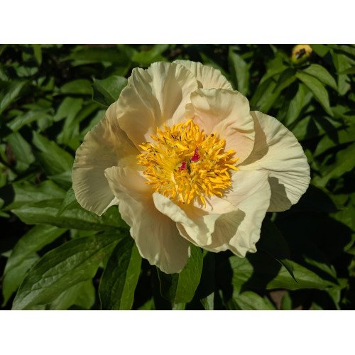 Півонія Роузлеттс Чайлд продам саджанець, продам півонію Roselette's Child