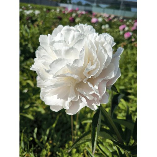 Півонія Мун овер Баррінгтон продам саджанець, продам саджанець півонії Moon over Barrington