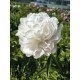 Півонія Мун овер Баррінгтон продам саджанець, продам саджанець півонії Moon over Barrington