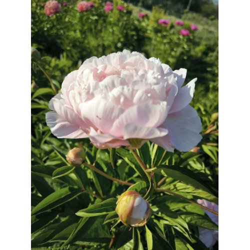 Півонія Мунстоун продам саджанець, продам саджанець півонії Moonstone