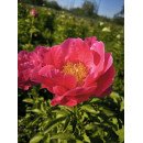 Півонія Пола Фей продам саджанець, продам півонію Paula Fay