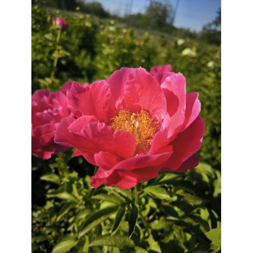 Півонія Пола Фей продам саджанець, продам півонію Paula Fay