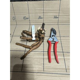 Півонія Голден Браслет продам саджанець, купити саджанець півонії Golden Bracelet