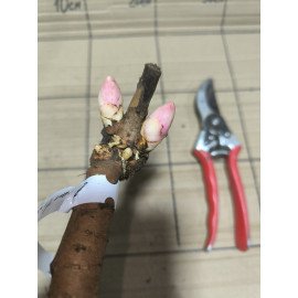 Півонія Евентайд продам саджанець, куплю саджанець півонії Eventide