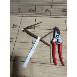 Півонія Санні Гьорл продам поділку, продам півонію Sunny Girl